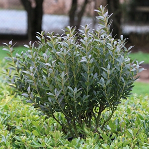 Ilex Gabra Densa Shrub